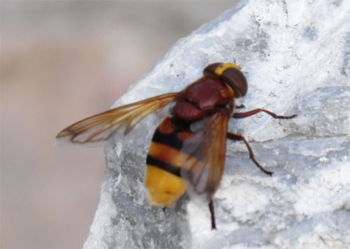 Volucella zonaria F (Syrphidae).